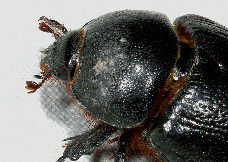 Scarabeidae da det.: altro Pentodon bidens punctatus